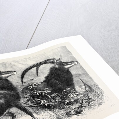 Sable Antelope from Southern Africa Recently Added to the Zoological Society's Gardens Regent's Park by Anonymous
