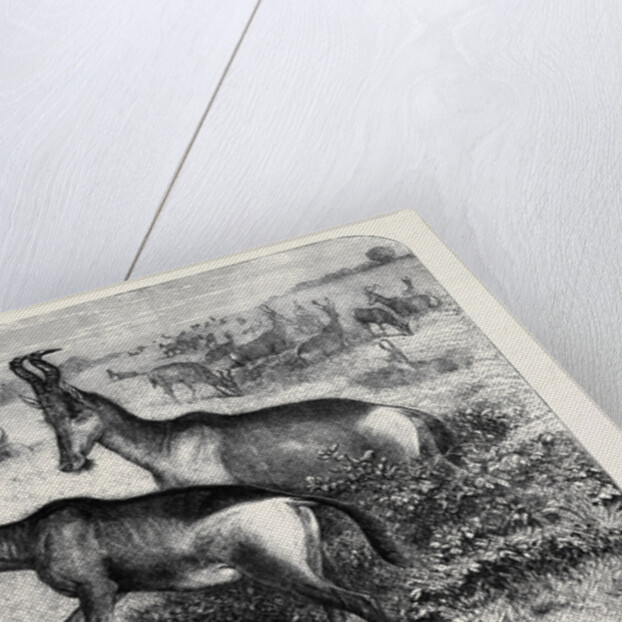 Hartebeeste Antelopes by Anonymous