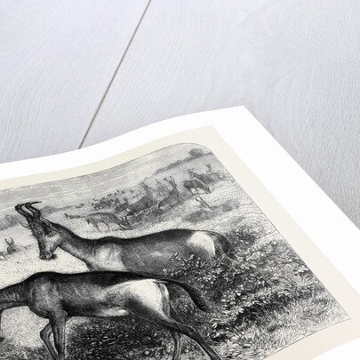 Hartebeeste Antelopes by Anonymous