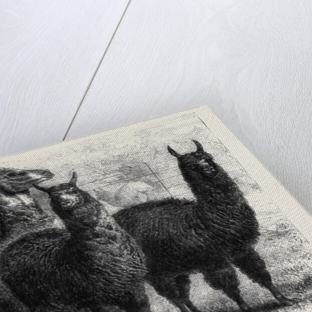 Mr. Ledger's Alpacas and Llamas at Sophienburg the Seat of Mr. Atkinson New South Wales by Anonymous