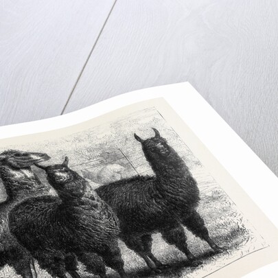 Mr. Ledger's Alpacas and Llamas at Sophienburg the Seat of Mr. Atkinson New South Wales by Anonymous