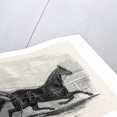 Jackey the Winner of the Late Aintree Trotting Stakes at Liverpool by Anonymous