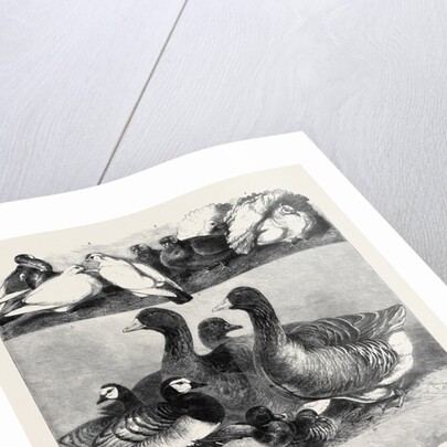 Prize Poultry and Pigeons at the Birmingham Exhibition by Anonymous