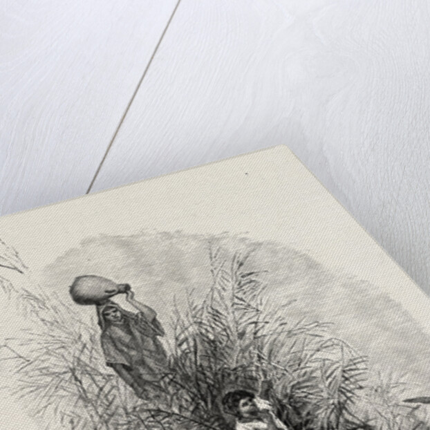 Among The Reeds By The River by Anonymous