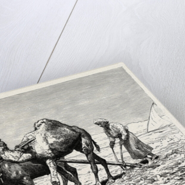 A Fellah Ploughing by Anonymous