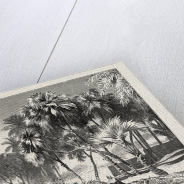 Date and Doom Palms by Anonymous