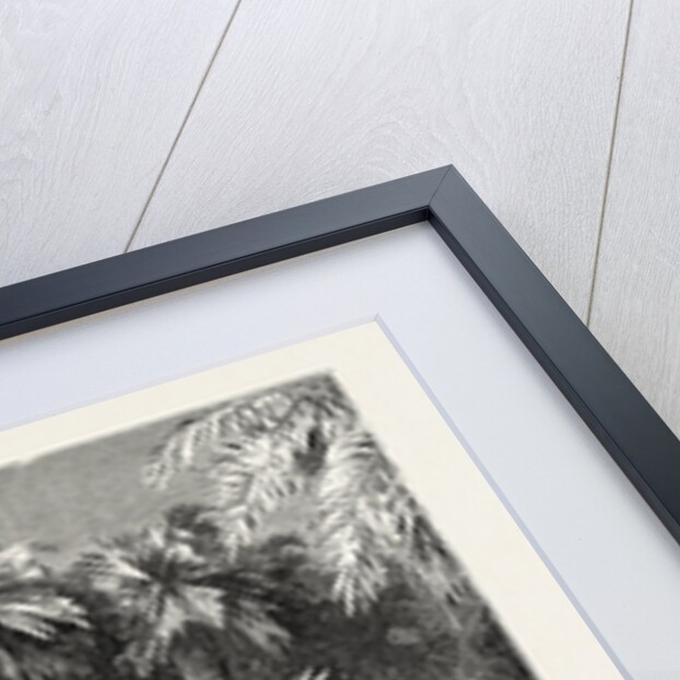 Date and Doom Palms by Anonymous