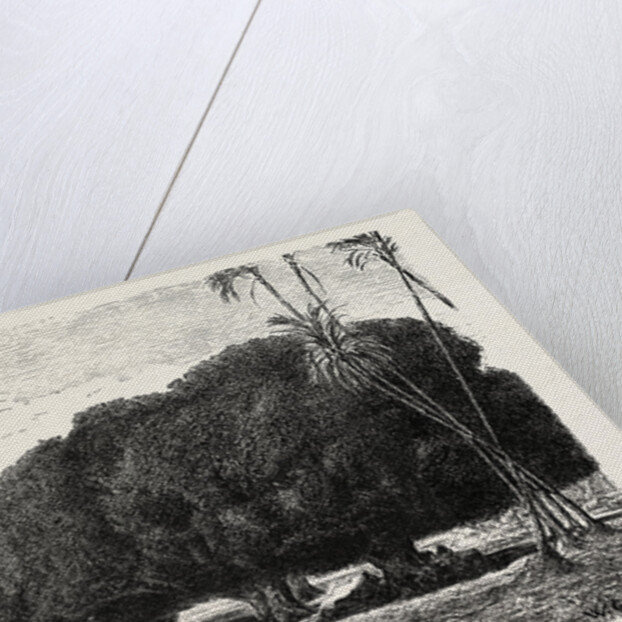 Palm and Sycamore by Anonymous