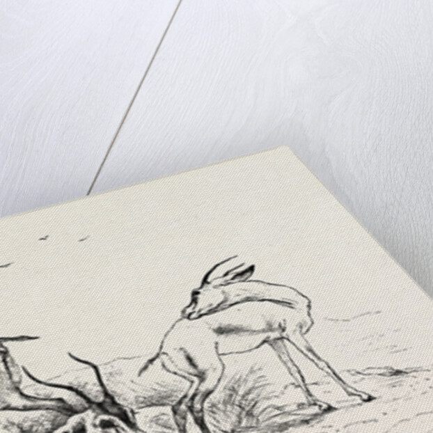 Group of Gazelles by Anonymous