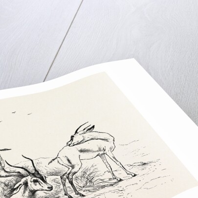 Group of Gazelles by Anonymous