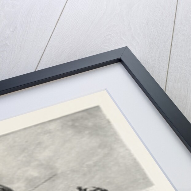 Camel Rider by Anonymous