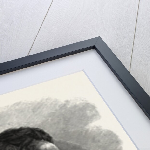 An Ababdeh Arab by Anonymous