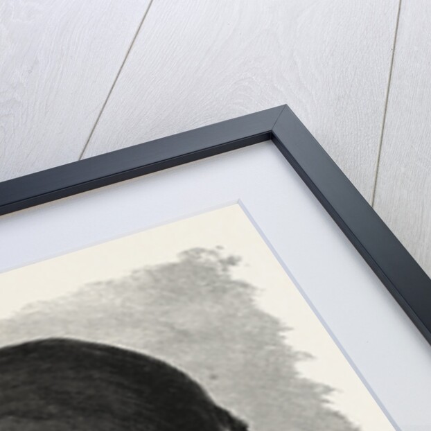 Abyssinian by Anonymous