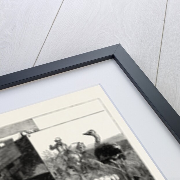 Ostrich Farming at Heatherton, Near Grahamstown, South Africa by Anonymous