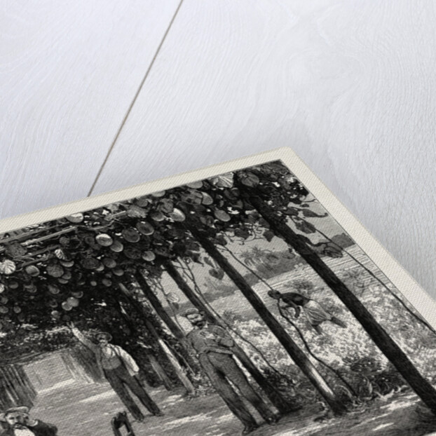 Vinery of Maracitja, at Emboma, Congo River, Coast of Africa by Anonymous