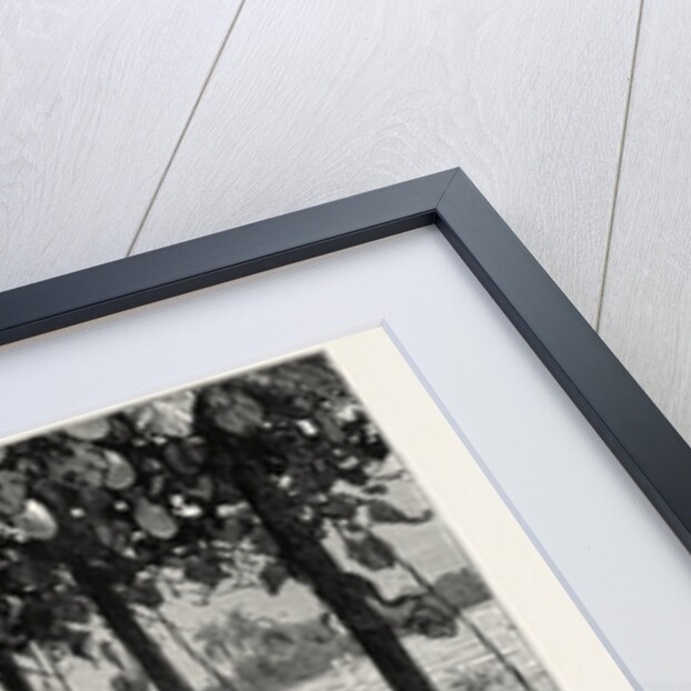 Vinery of Maracitja, at Emboma, Congo River, Coast of Africa by Anonymous