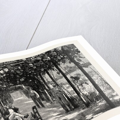 Vinery of Maracitja, at Emboma, Congo River, Coast of Africa by Anonymous