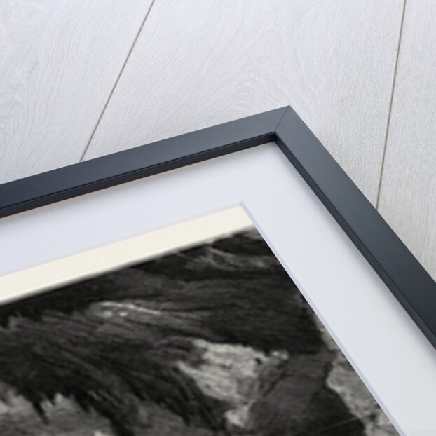 In the Aquarium on the Trocadero, the Paris Exhibition, France by Anonymous