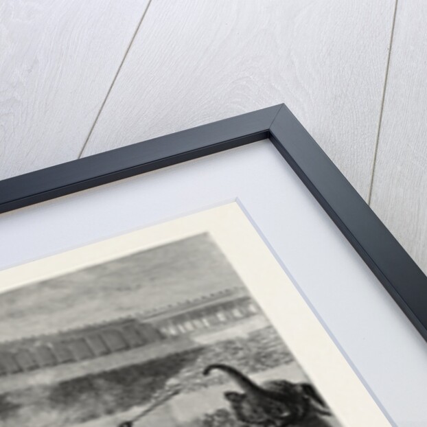 A Bull Fight by Anonymous