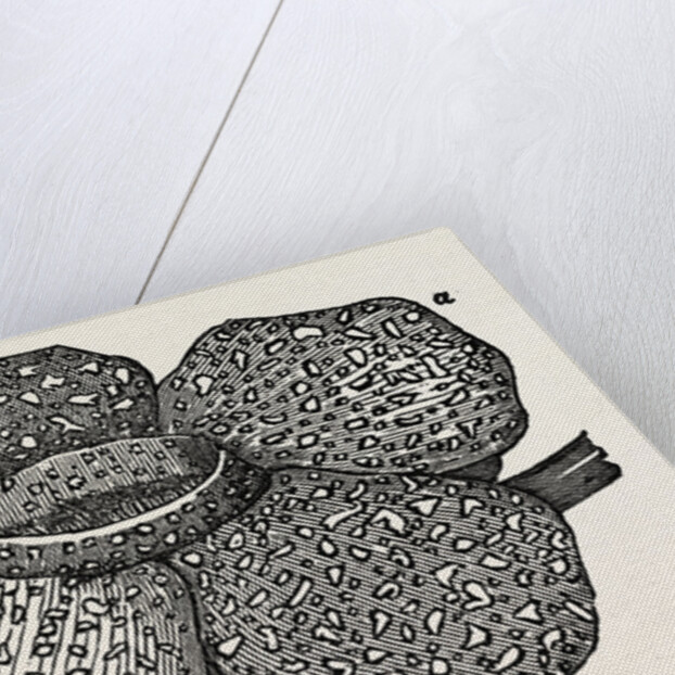 The Largest Flower by Anonymous