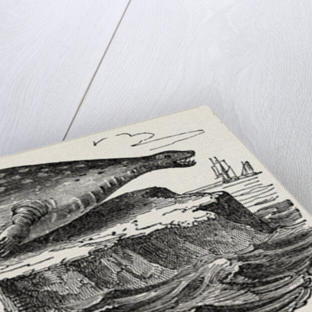 The Sea-leopard, Sea Leopard by Anonymous