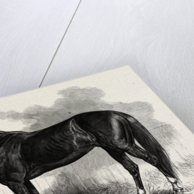 Connecticut: St. Julien, Who Beat His Own and the Best One-Mile Record, at the Charter Oak Course, Hartford by Anonymous