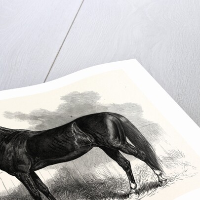 Connecticut: St. Julien, Who Beat His Own and the Best One-Mile Record, at the Charter Oak Course, Hartford by Anonymous