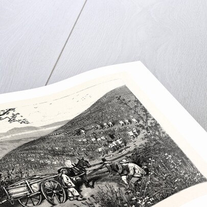 California: Our National Industries: Grape-Culture in the Sonoma Valley by Anonymous