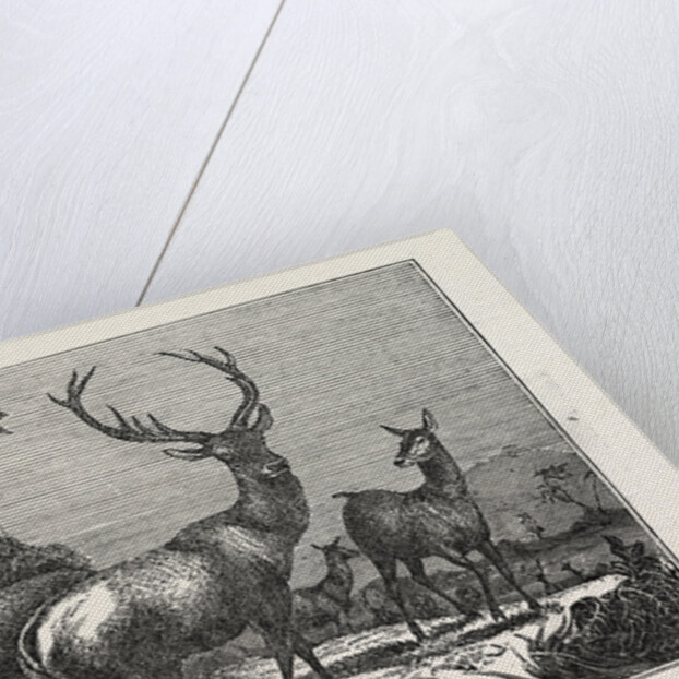 The Antelope by Anonymous