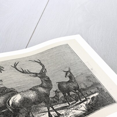 The Antelope by Anonymous