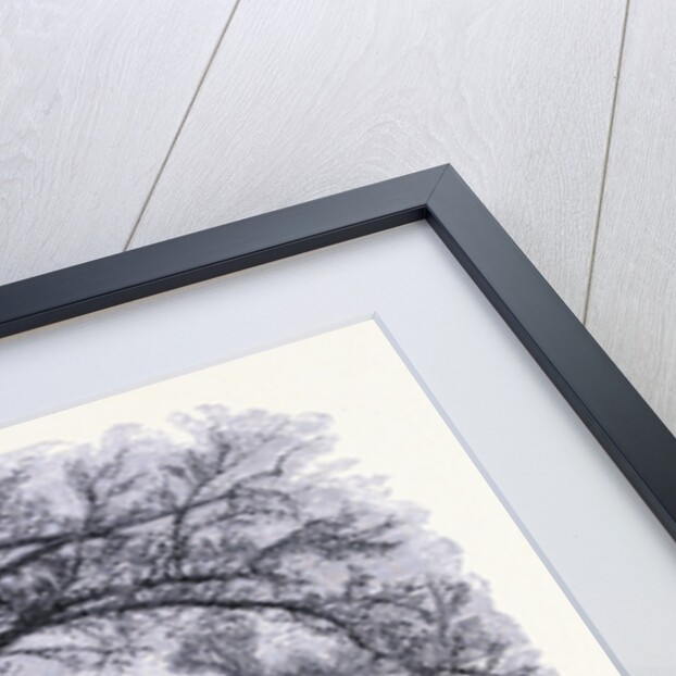 Boston Common Boston by Anonymous