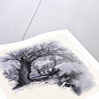 Boston Common Boston by Anonymous