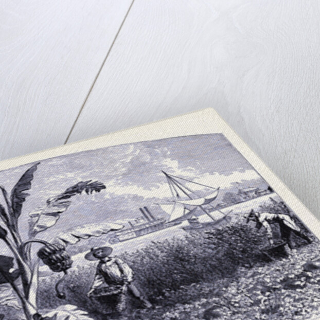 A Vegetable Garden at the Coast by Anonymous