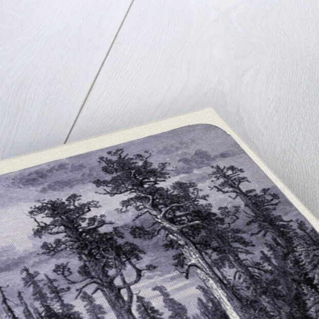 The Giant Trees in the Mariposa Forest by Anonymous