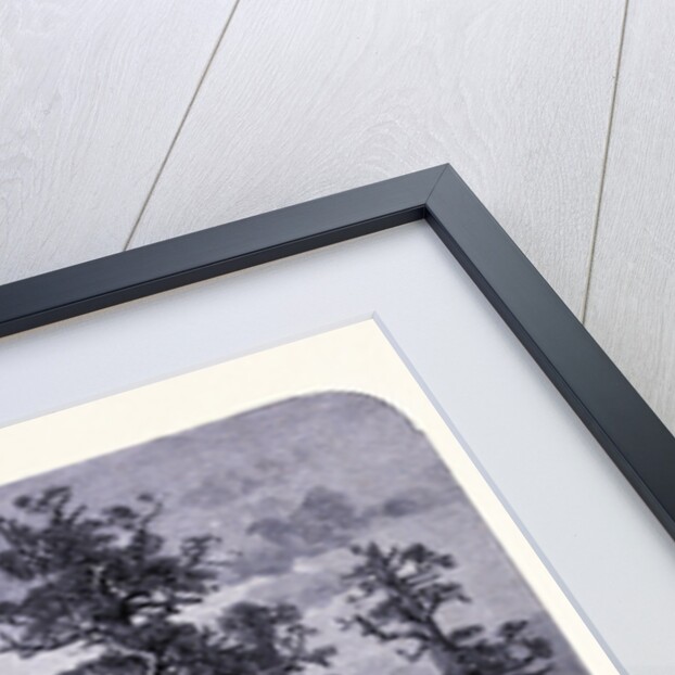 The Giant Trees in the Mariposa Forest by Anonymous