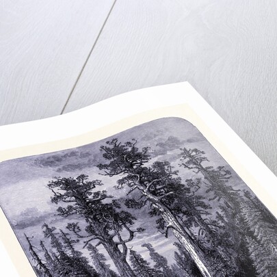 The Giant Trees in the Mariposa Forest by Anonymous