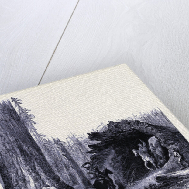 The Fallen Sequoia Tree by Anonymous