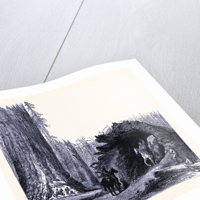 The Fallen Sequoia Tree by Anonymous