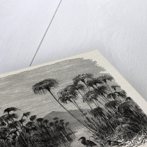 Scene On A Tributary Of The Nile (bulrushes, Ibis), Egypt by Anonymous