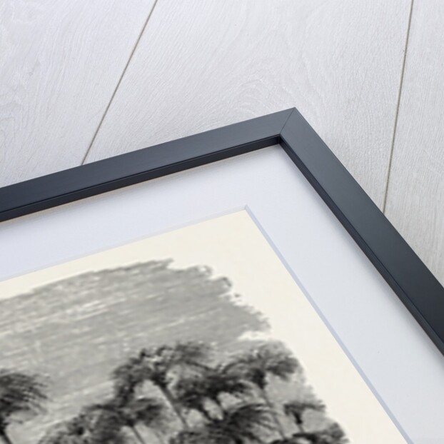 Scene On A Tributary Of The Nile (bulrushes, Ibis), Egypt by Anonymous