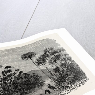 Scene On A Tributary Of The Nile (bulrushes, Ibis), Egypt by Anonymous