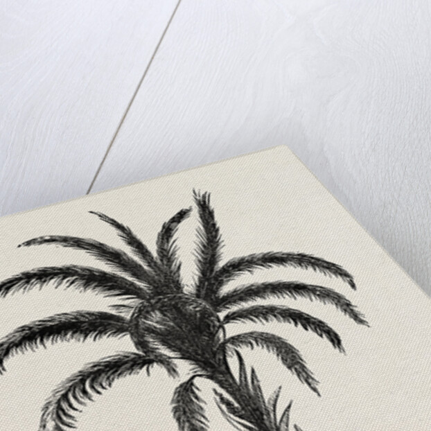 Oil-palm (eloeis Guineensis) by Anonymous