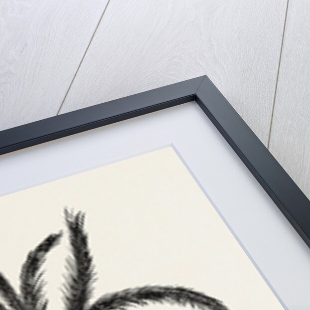 Oil-palm (eloeis Guineensis) by Anonymous