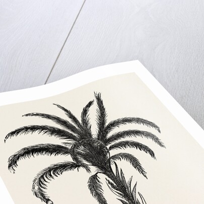 Oil-palm (eloeis Guineensis) by Anonymous