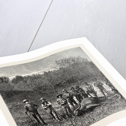 Buffalo Hunters in the Transvaal by Anonymous