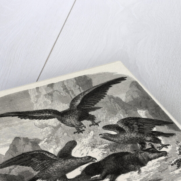 Eagles fighting over a chamois by Anonymous