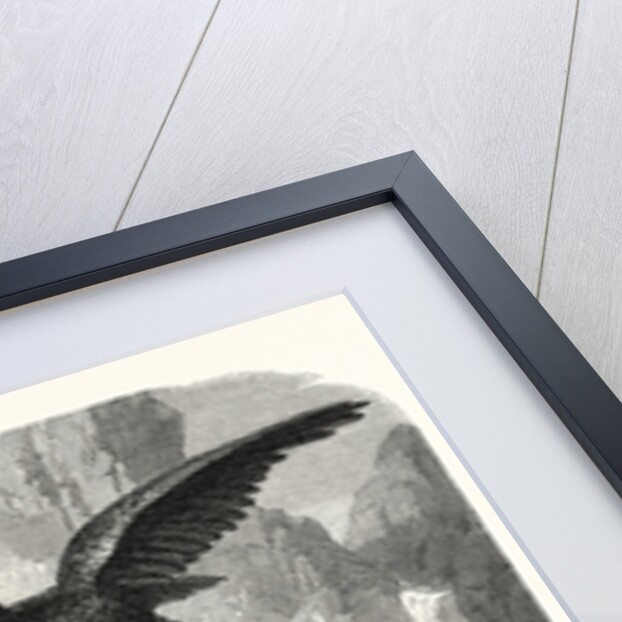 Eagles fighting over a chamois by Anonymous