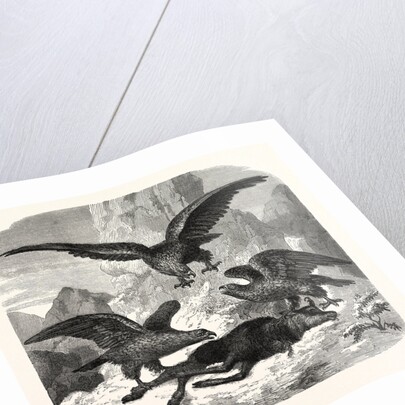 Eagles fighting over a chamois by Anonymous