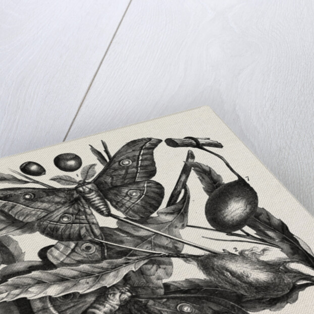 The oak silkworm by Anonymous