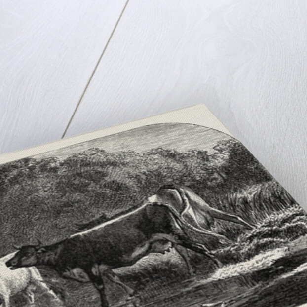 Cows at the Watering Hole, Engraving 1855 by Anonymous